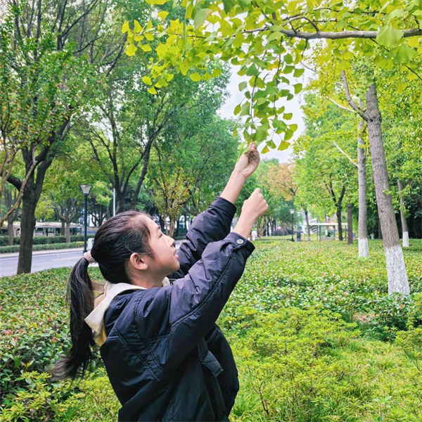 借数学之比  解树叶密码